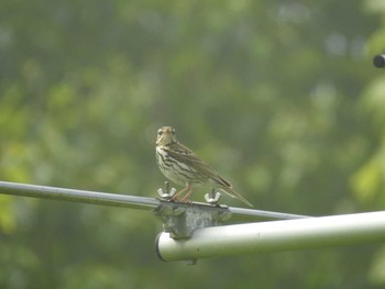 Olive-backed Pipit 厚岸  愛冠岬 Fri, 7/1/2016