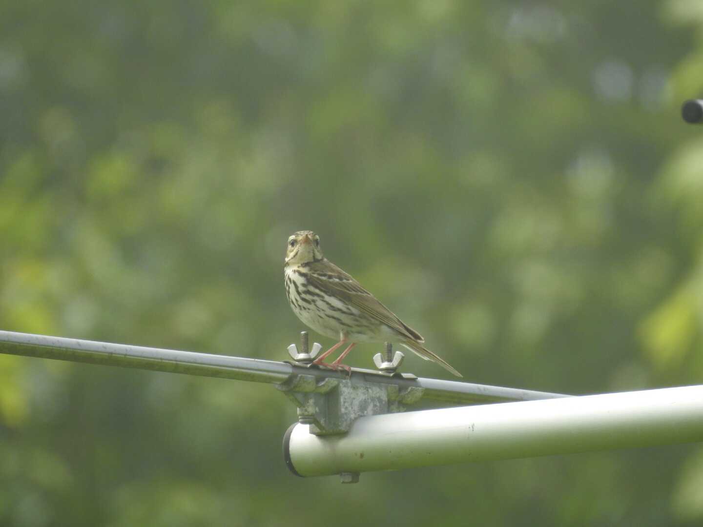 Photo of Olive-backed Pipit at 厚岸  愛冠岬 by ノーザンスカイ