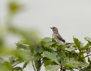 Grey-streaked Flycatcher 伊吹山 Sat, 10/3/2020