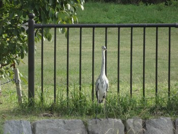 アオサギ 兵庫県ポートアイランド南公園 2020年10月3日(土)