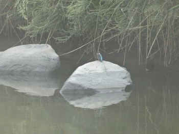 カワセミ 兵庫県ポートアイランド南公園 2020年10月3日(土)