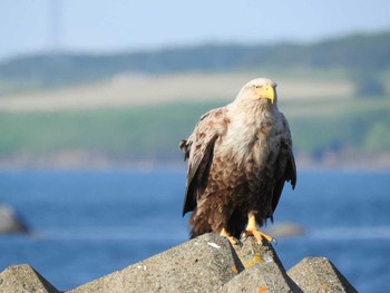 オジロワシ 春国岱原生野鳥公園(根室) 2016年7月2日(土)