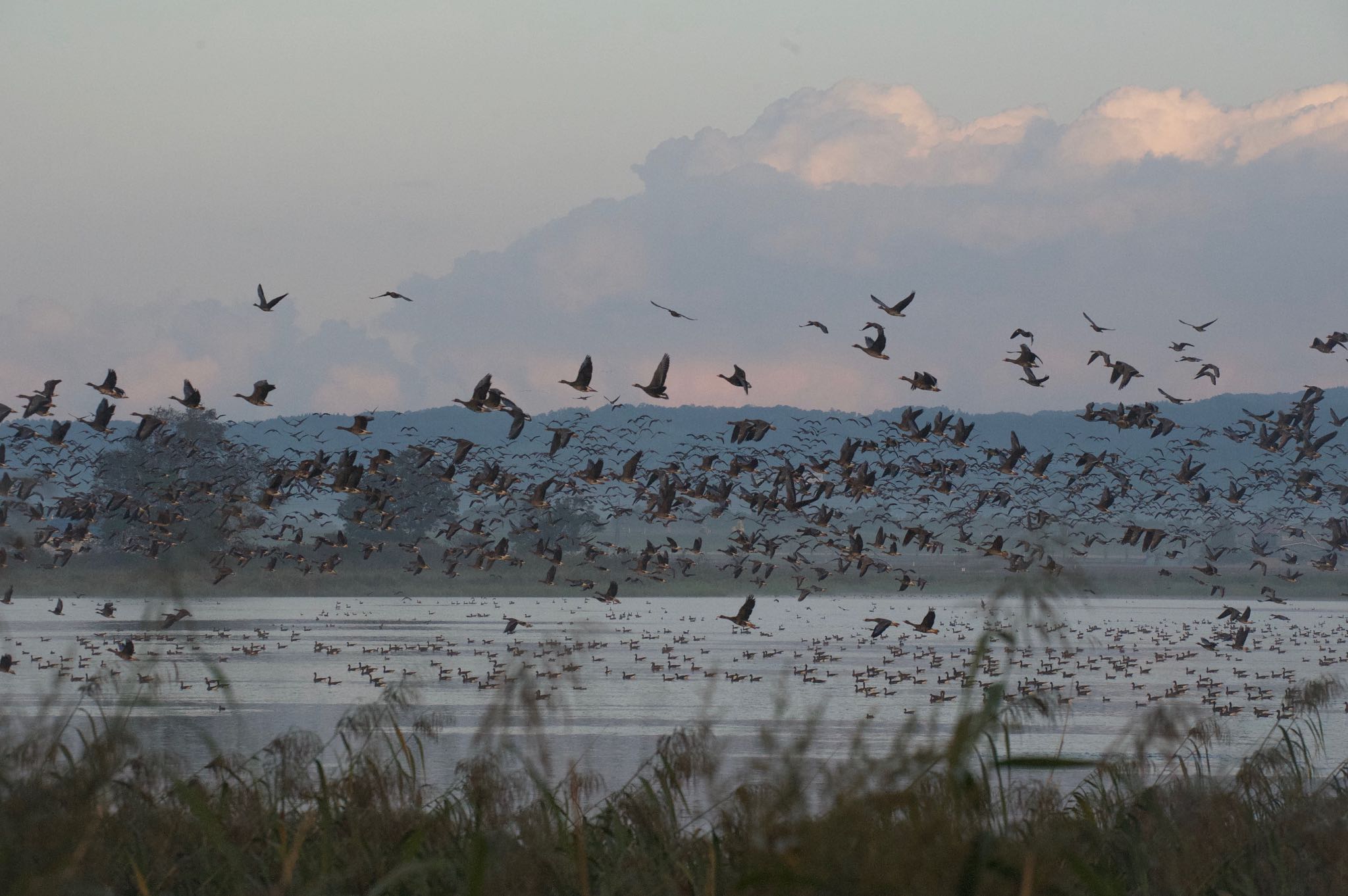 Photo of Greater White-fronted Goose at 宮島沼 by shontak