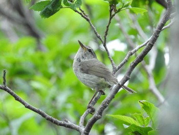 Japanese Bush Warbler 知床半島 Sat, 7/2/2016