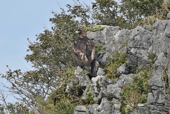 イヌワシ 伊吹山 2020年10月3日(土)