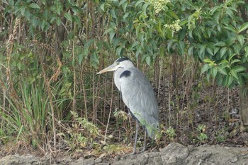 Grey Heron Ukima Park Sun, 10/4/2020