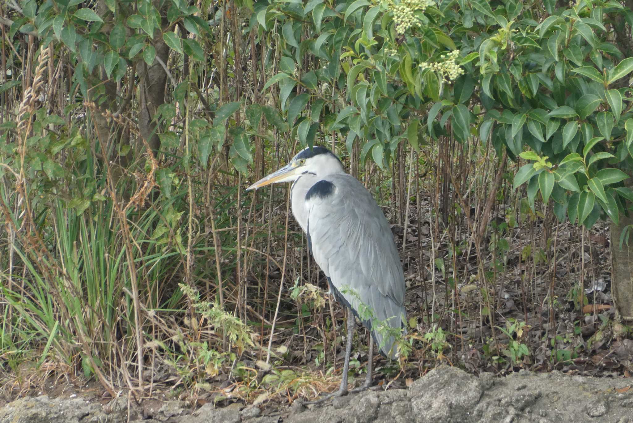 都立浮間公園 アオサギの写真 by Kirin-Kita