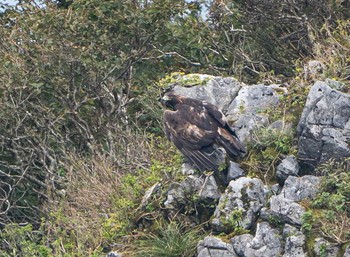 Golden Eagle 伊吹山 Sat, 10/3/2020