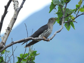 Common Cuckoo 知床半島 Sat, 7/2/2016