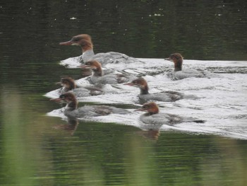 カワアイサ 春国岱原生野鳥公園(根室) 2016年7月2日(土)