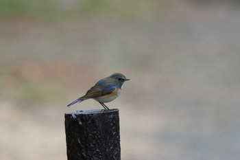 ルリビタキ 東京大学附属植物園 2016年1月23日(土)