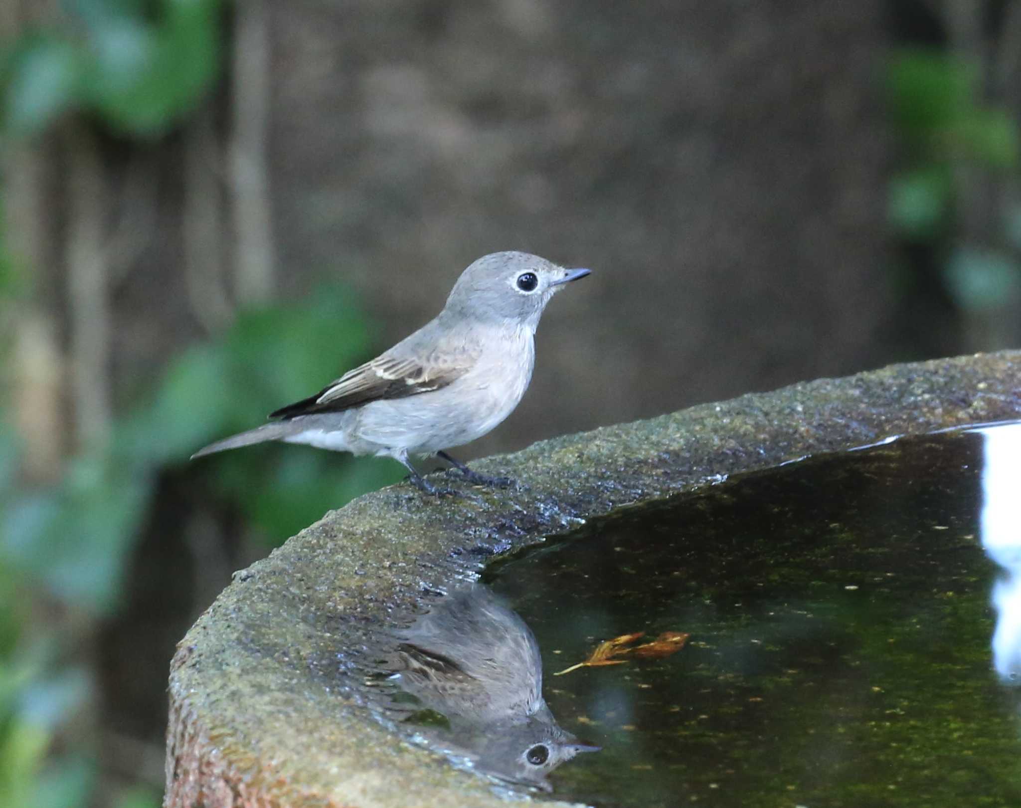 権現山(弘法山公園) コサメビタキの写真