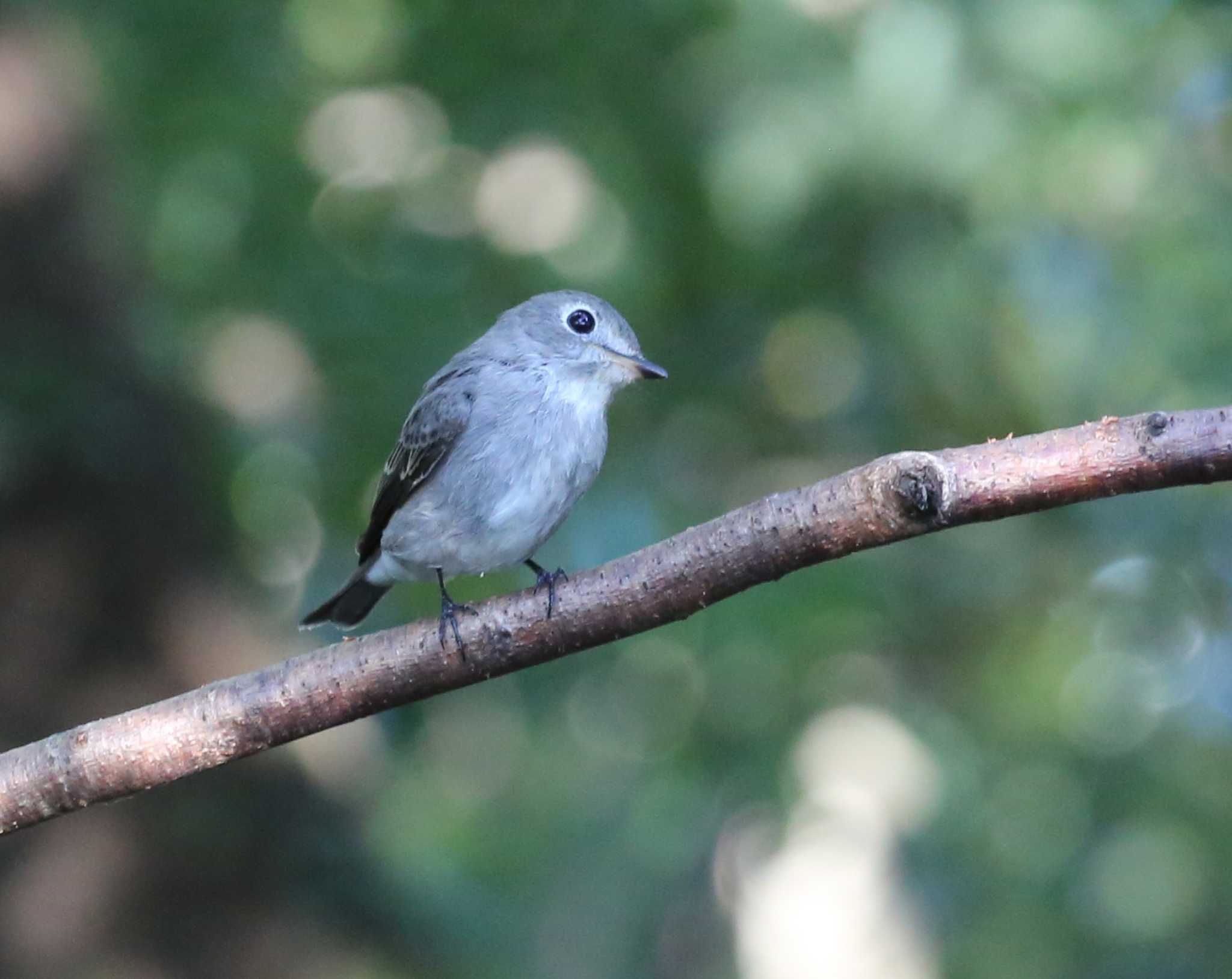 権現山(弘法山公園) コサメビタキの写真