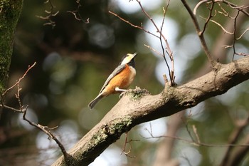 2020年9月29日(火) 三ツ池公園(横浜市鶴見区)の野鳥観察記録