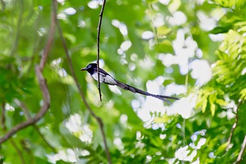 Black Paradise Flycatcher 神奈川 林道 Tue, 7/15/2014