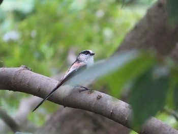 2020年10月4日(日) 野川の野鳥観察記録