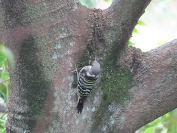 Japanese Pygmy Woodpecker Nogawa Sun, 10/4/2020