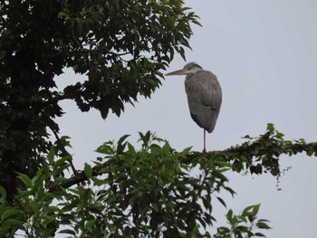 2020年10月4日(日) 神代植物園の野鳥観察記録