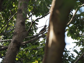 Eurasian Jay Kasai Rinkai Park Sat, 10/3/2020