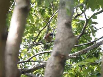 Eurasian Jay Kasai Rinkai Park Sat, 10/3/2020