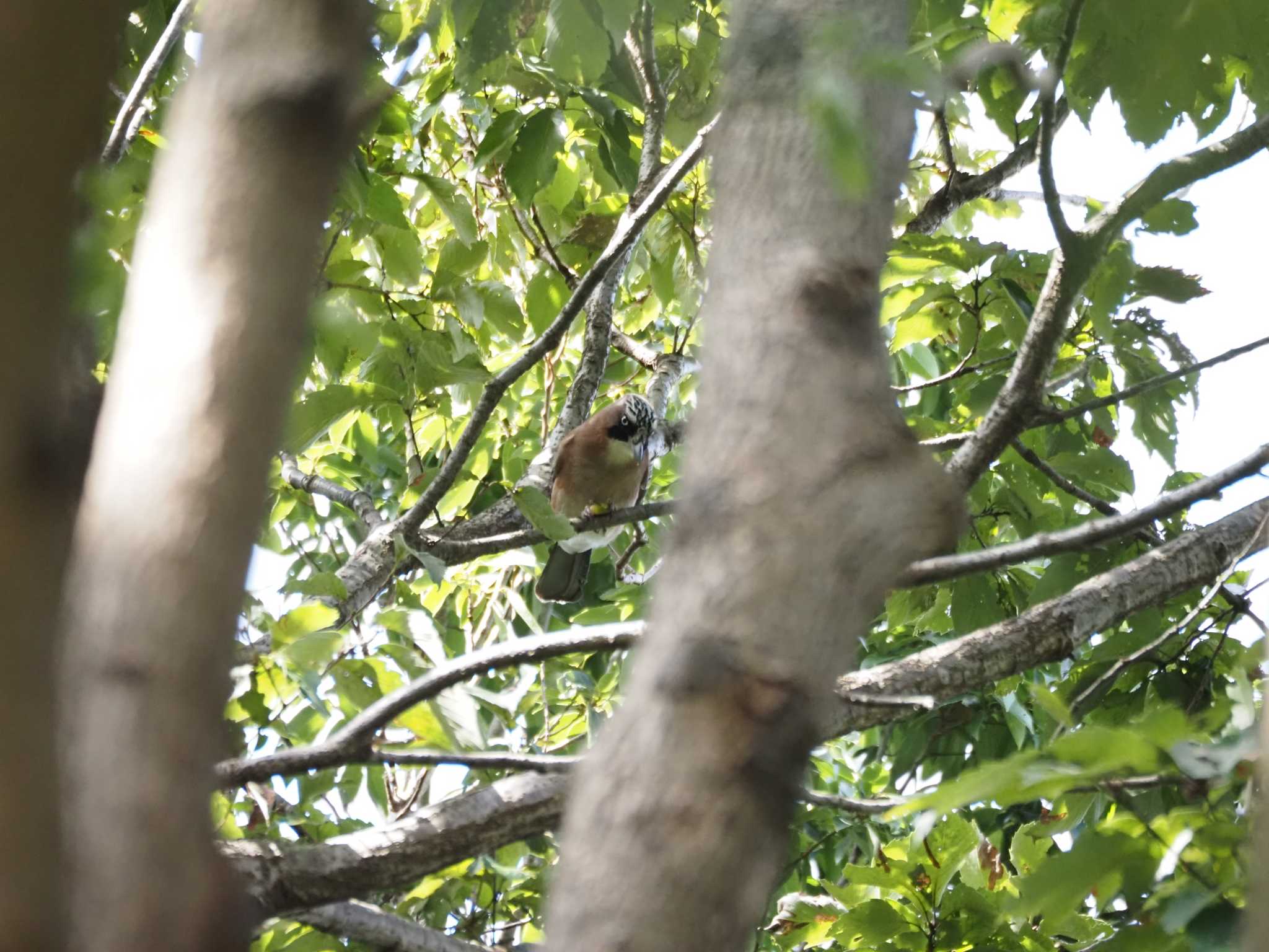 葛西臨海公園 カケスの写真