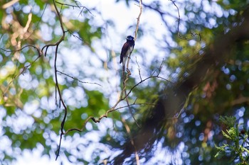 サンコウチョウ 神奈川 林道 2014年7月15日(火)