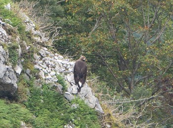 Golden Eagle 伊吹山 Sat, 10/3/2020