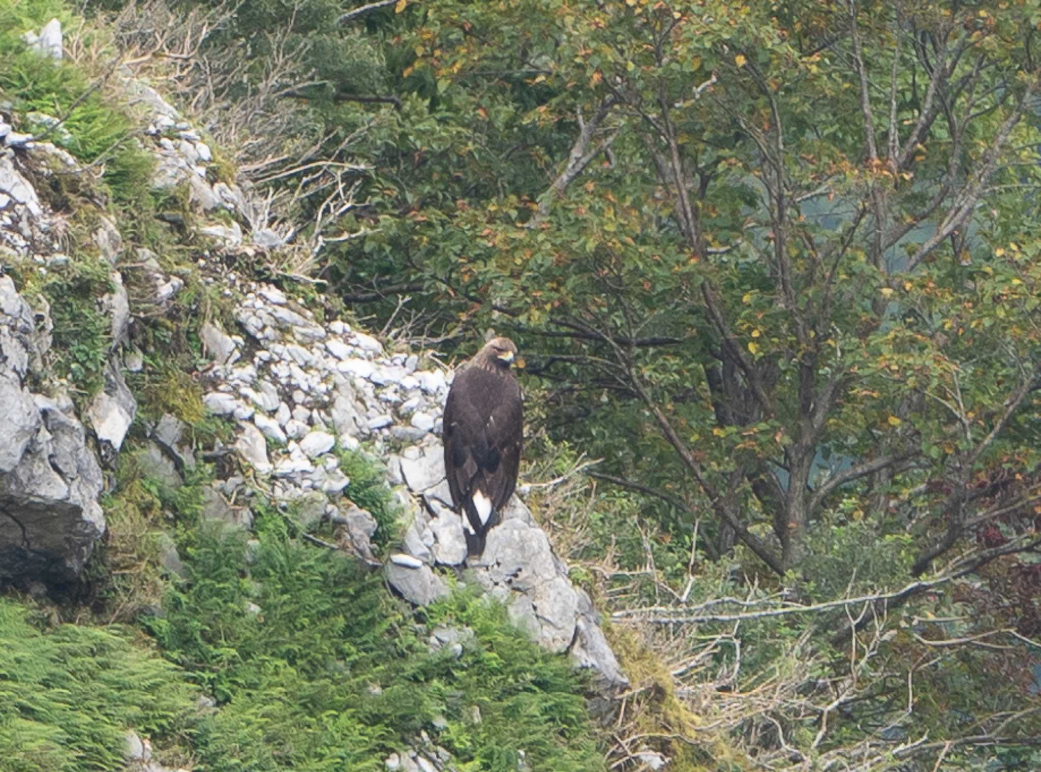 イヌワシ幼鳥