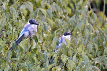 Mon, 9/28/2020 Birding report at 神代植物公園