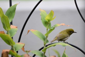 Mon, 8/31/2020 Birding report at 神代植物公園