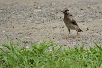 2020年6月27日(土) 神代植物公園の野鳥観察記録