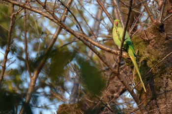 ワカケホンセイインコ 神代植物公園 2020年10月2日(金)