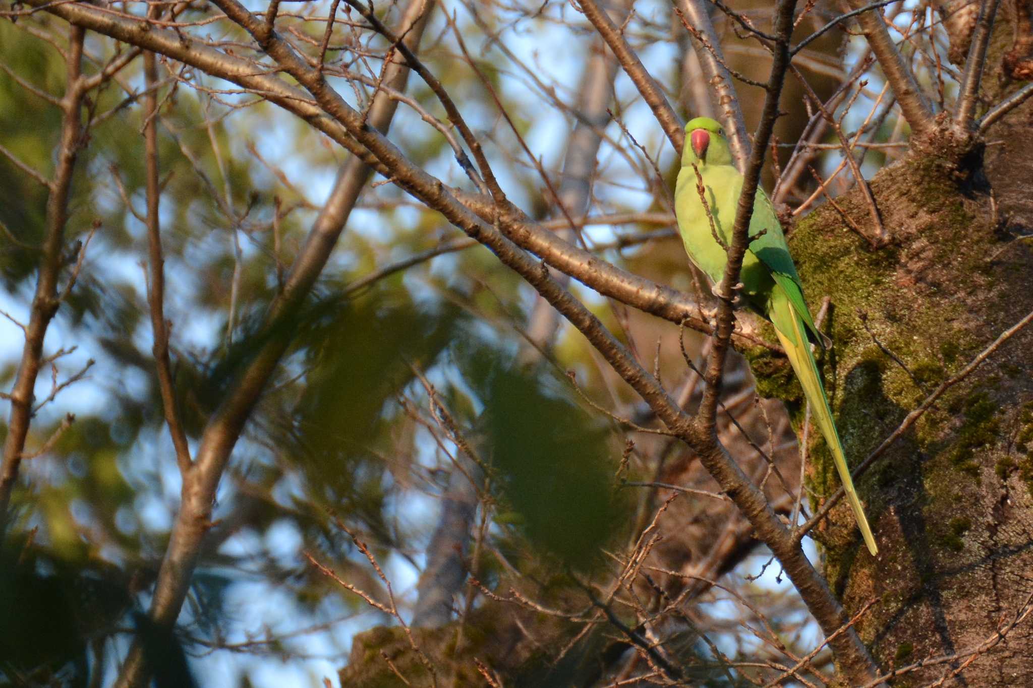 神代植物公園 ワカケホンセイインコの写真 by geto