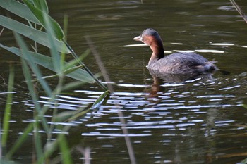 Fri, 10/2/2020 Birding report at 神代植物公園