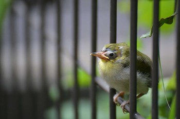 メジロ 神代植物公園 2020年8月31日(月)