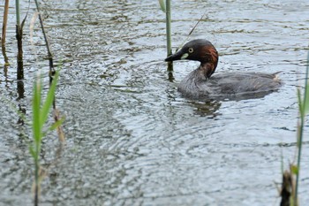 Sun, 7/5/2020 Birding report at 神代植物公園