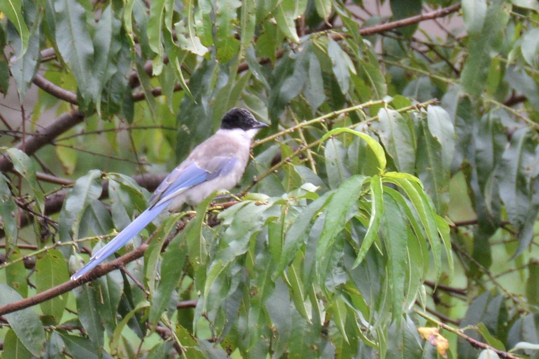 神代植物公園 オナガの写真