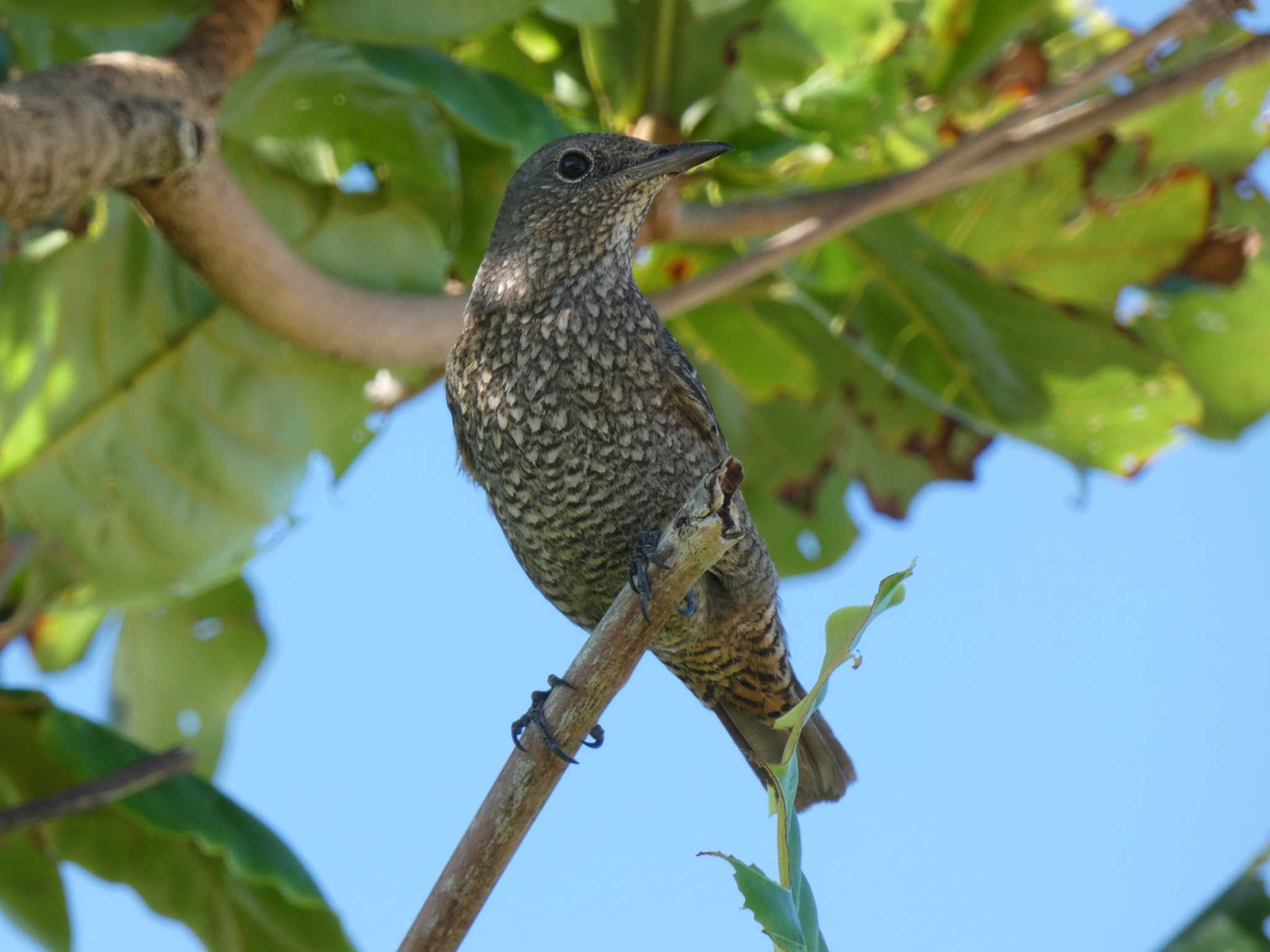 留鳥もたまには撮ってあげないと