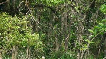 モズ 秋ヶ瀬公園 2020年10月4日(日)