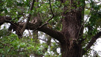 アオゲラ 秋ヶ瀬公園 2020年10月4日(日)