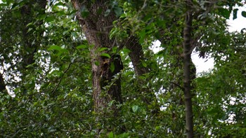 Sun, 10/4/2020 Birding report at Akigase Park