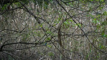 カワセミ 秋ヶ瀬公園 2020年10月4日(日)