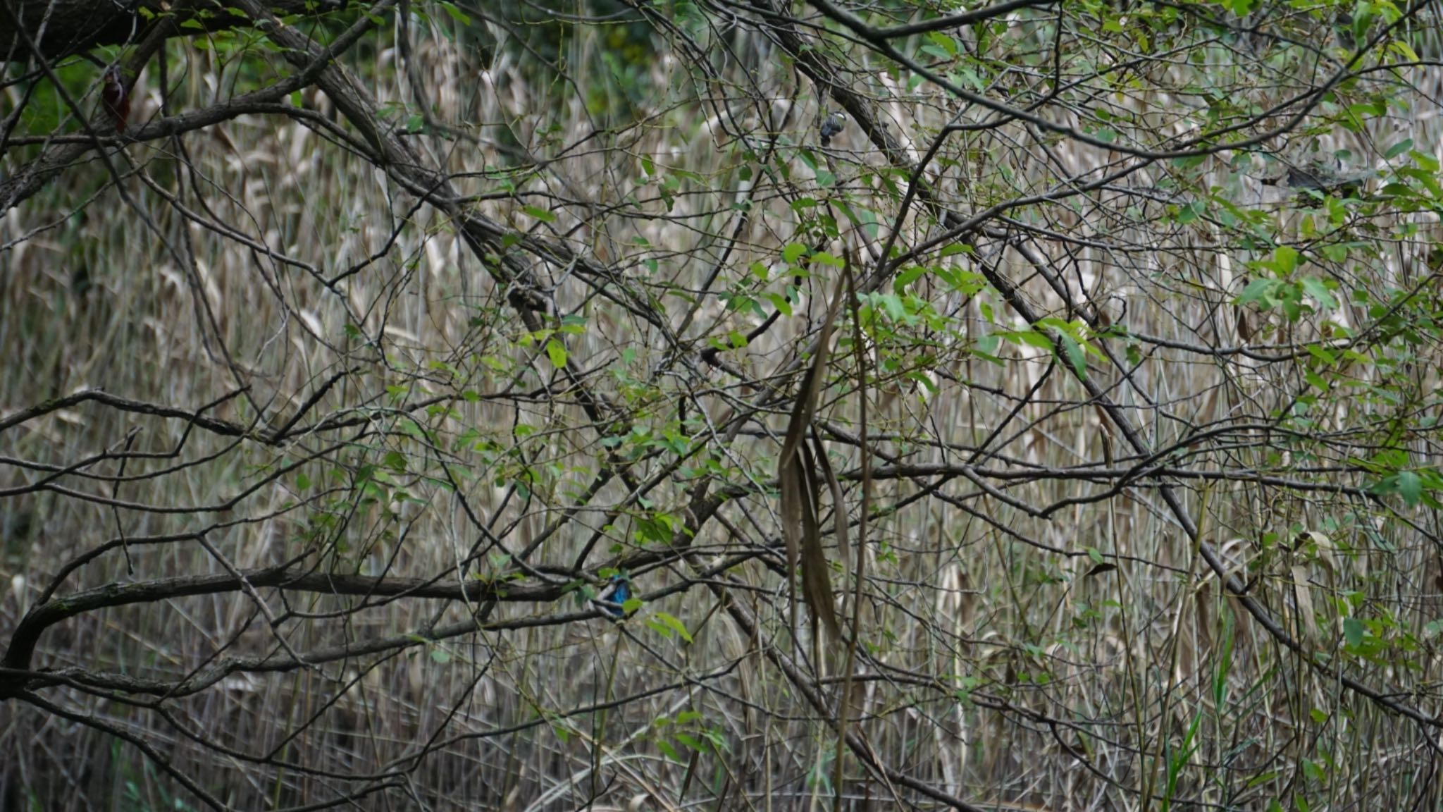 カワセミ