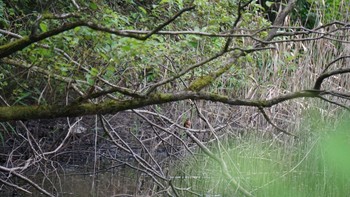 カワセミ 秋ヶ瀬公園 2020年10月4日(日)