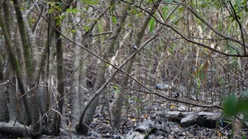 シジュウカラ 秋ヶ瀬公園 2020年10月4日(日)