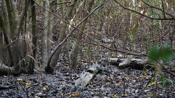 シジュウカラ 秋ヶ瀬公園 2020年10月4日(日)