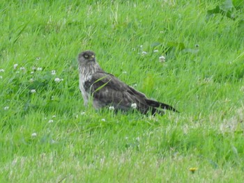 Eastern Marsh Harrier 札幌市内 Sat, 7/9/2016