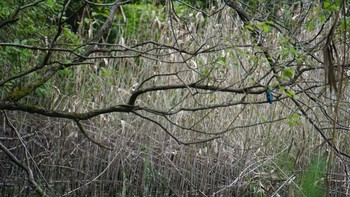 カワセミ 秋ヶ瀬公園 2020年10月4日(日)