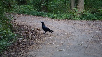 ハシボソガラス 秋ヶ瀬公園 2020年10月4日(日)