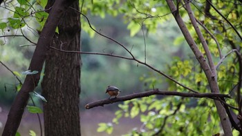 ヤマガラ 秋ヶ瀬公園 2020年10月4日(日)